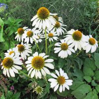 Coneflower White Swan (Echinacea purpurea) organic seeds