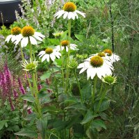 Coneflower White Swan (Echinacea purpurea) organic seeds