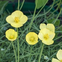 Foothill Poppy (Eschscholzia caespitosa) organic seeds