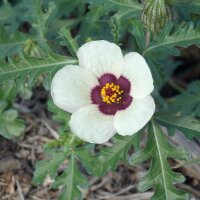 Flower-Of-An-Hour/ Bladder Hibiscus (Hibiscus trionum) organic seeds