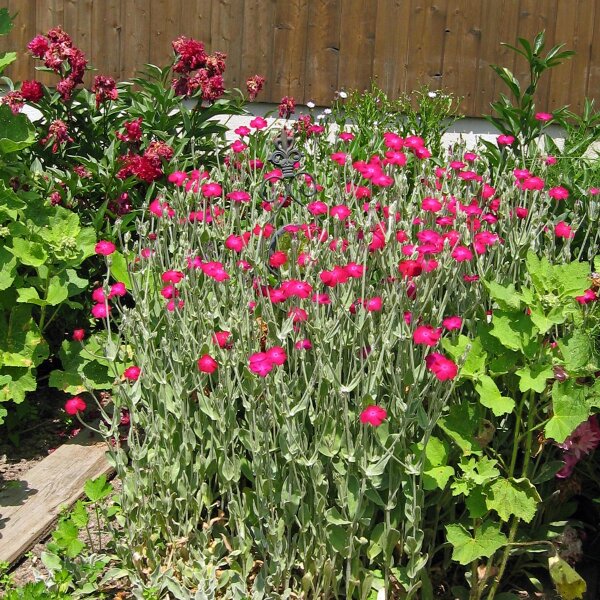 Rose campion, Mullein-pink (Silene coronaria) organic seeds