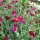 Rose campion, Mullein-pink (Silene coronaria) organic seeds