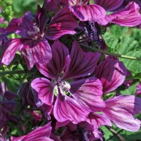 French Hollyhock / Tree Mallow (Malva sylvestris...