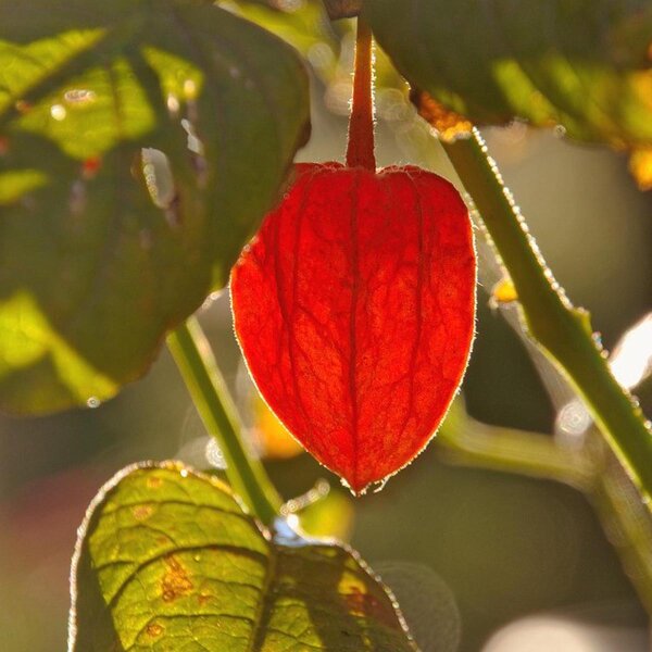 Chinese Lantern (Physalis alkekengi) organic