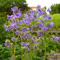 Jacobs Ladder (Polemonium caerulum) organic seeds