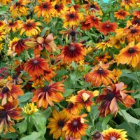 Black-Eyed Susan Chocolate Orange (Rudbeckia hirta)...