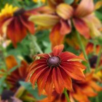 Black-Eyed Susan Chocolate Orange (Rudbeckia hirta)...