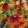 Black-Eyed Susan Chocolate Orange (Rudbeckia hirta) organic seeds