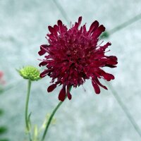 Mourningbride / Sweet Scabious (Scabiosa atropurpurea)...