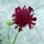 Mourningbride / Sweet Scabious (Scabiosa atropurpurea) organic seeds