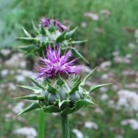 Milk Thistle / Cardus Marianus (Silybum marianum) organic seeds