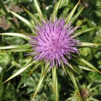 Milk Thistle / Cardus Marianus (Silybum marianum) organic seeds