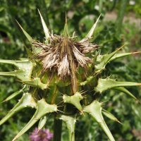 Milk Thistle / Cardus Marianus (Silybum marianum) organic seeds