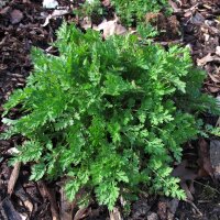 Feverfew / Bachelors Buttons (Tanacetum parthenium)...