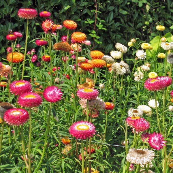 Golden Everlasting / Strawflower (Xerochrysum bracteatum) organic seeds