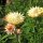 Golden Everlasting / Strawflower (Xerochrysum bracteatum) organic seeds