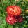 Golden Everlasting / Strawflower (Xerochrysum bracteatum) organic seeds