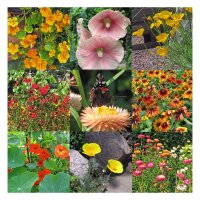 Colourful Nectar Plants (Organic) - Seed kit gift box