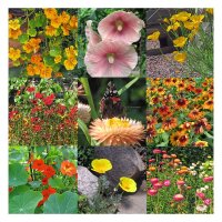 Insect-Friendly Colourful Flowers (Organic) - Seed kit gift box