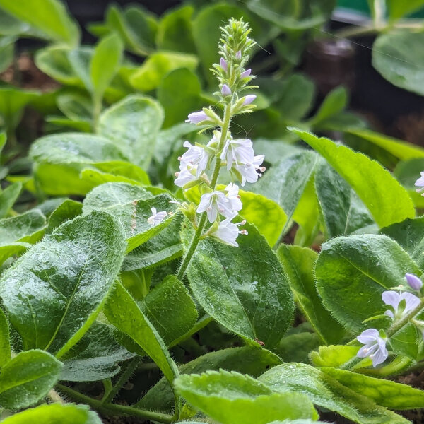 Common Speedwell (Veronica officinalis) organic seeds