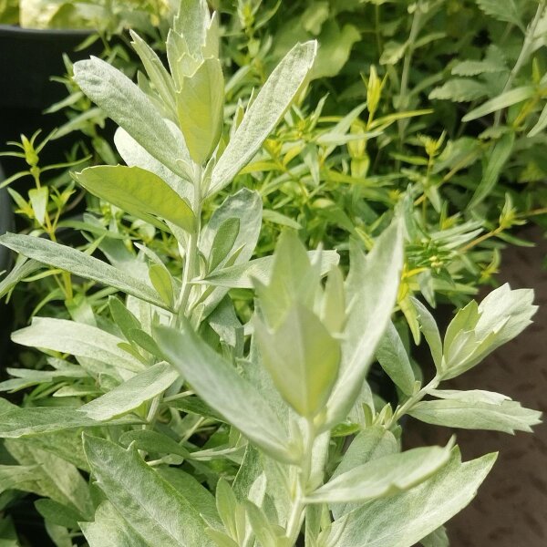 White sagebrush, silver wormwood (Artemisia ludoviciana) seeds