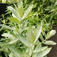 White sagebrush, silver wormwood (Artemisia ludoviciana) seeds