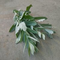 White sagebrush, silver wormwood (Artemisia ludoviciana)...