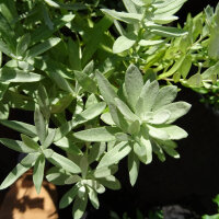 White sagebrush, silver wormwood (Artemisia ludoviciana) seeds