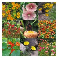 Colourful Nectar Plants (Organic) - Seed kit