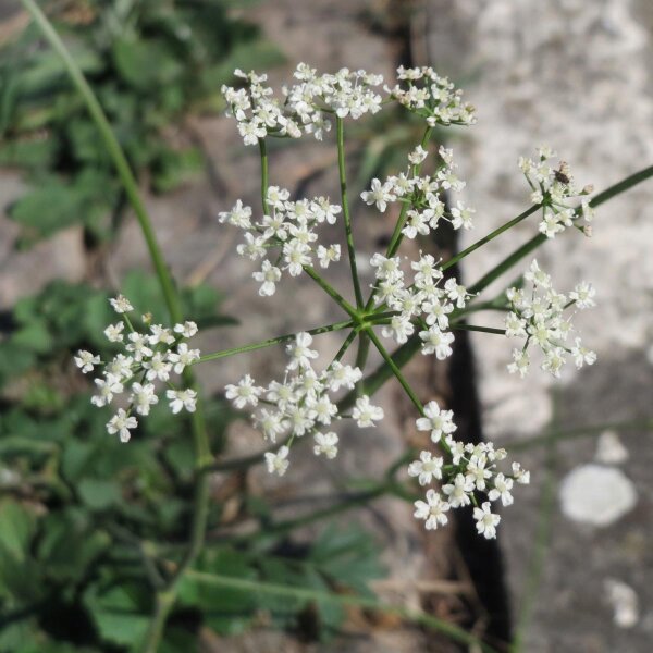 Solidstem burnet saxifrage (Pimpinella saxifraga) organic seeds