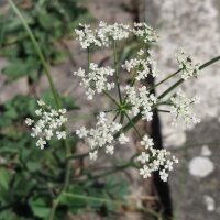 Solidstem burnet saxifrage (Pimpinella saxifraga) organic...