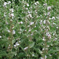 Marsh-Mallow (Althaea officinalis) organic seeds