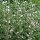 Marsh-Mallow (Althaea officinalis) organic seeds