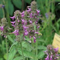 Betony / Common Hedgenettle (Betonica officinalis)...