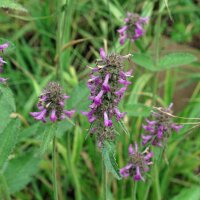 Betony / Common Hedgenettle (Betonica officinalis)...