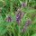 Betony / Common Hedgenettle (Betonica officinalis) organic seeds