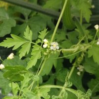 Balloon Plant / Love In A Puff (Cardiospermum halicacabum) organic seeds