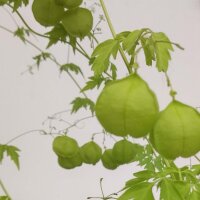 Balloon Plant / Love In A Puff (Cardiospermum halicacabum) organic seeds