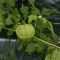 Balloon Plant / Love In A Puff (Cardiospermum halicacabum) organic