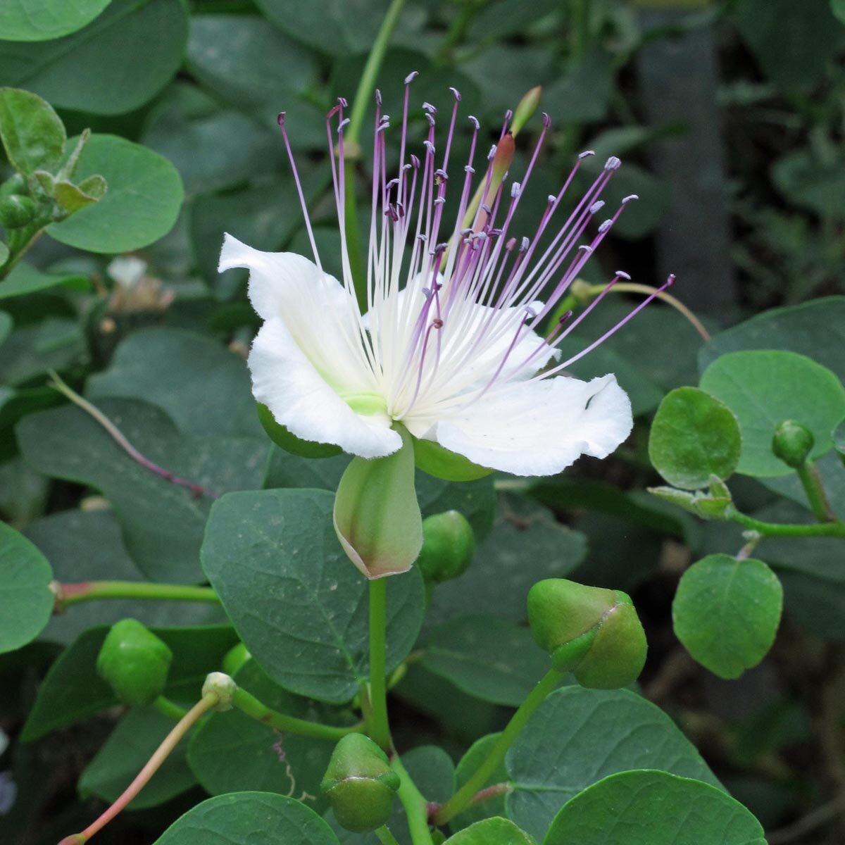 thumbnail image 2 of Caper Bush (Capparis Spinosa) Heirloom Seeds – Culinary & Medicinal Perennial 2 of 6