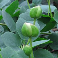 Caper bush (Capparis spinosa)