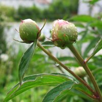 Common Peony (Paeonia officinalis ssp. banatica) organic...