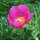 Common Peony (Paeonia officinalis ssp. banatica) organic seeds