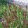 Common Peony (Paeonia officinalis ssp. banatica) organic seeds
