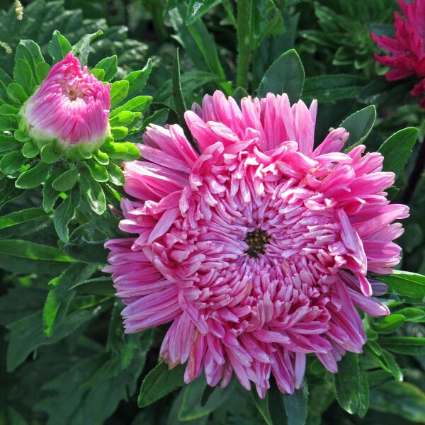 China Aster (Callistephus chinensis) organic seeds