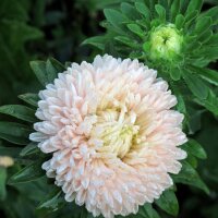 China Aster (Callistephus chinensis) organic seeds