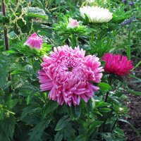 China Aster (Callistephus chinensis) organic seeds