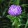 China Aster (Callistephus chinensis) organic seeds