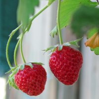 Alpine Strawberry (Fragaria vesca var. semperflorens)...