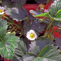 Alpine Strawberry (Fragaria vesca var. semperflorens) organic seeds